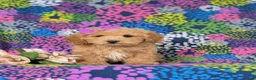 Bichpoo dogs for sale: Roxanna 9 lbs Full Grown - Ad 2