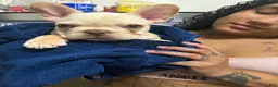 French Bulldog dogs for sale: Columbia (White Boy) - Ad 2