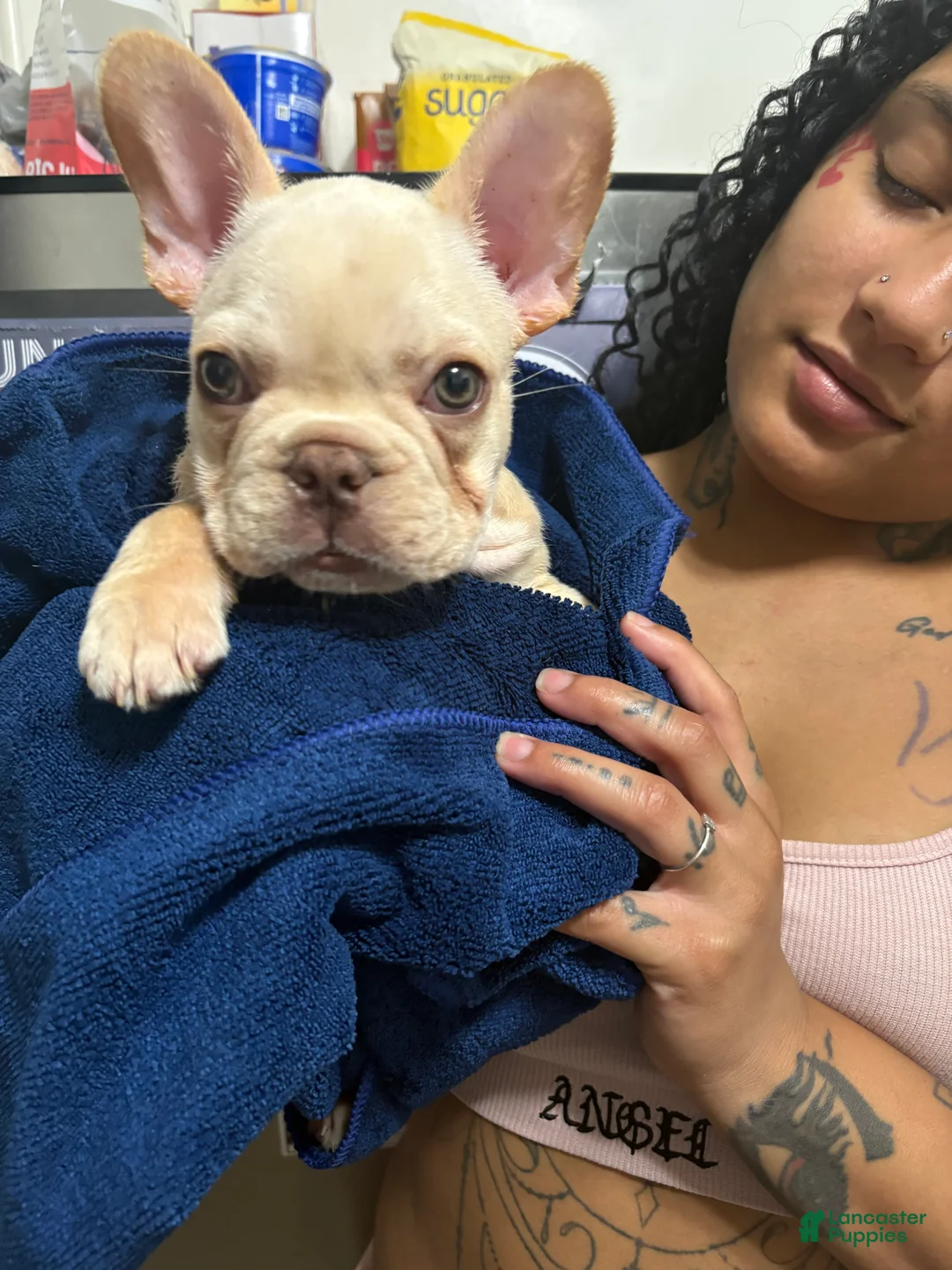 French Bulldog dogs for sale: Columbia (White Boy) - Ad 2