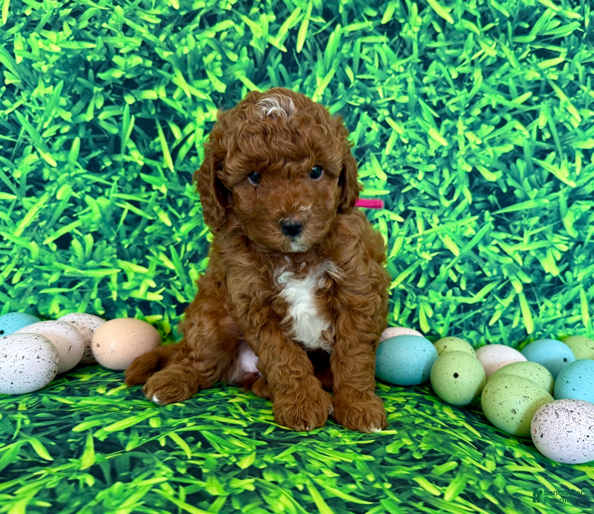 Mini Goldendoodle dogs Pink Collar  - Ad 20