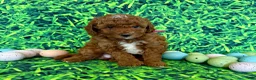 Mini Goldendoodle dogs for sale: Mini Goldendoodle Puppy 1 - Ad 22