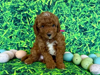 Mini Goldendoodle dogs Pink Collar - Ad 4