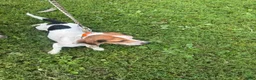 Beagle dogs for sale: Beagle 4 - Ad 5
