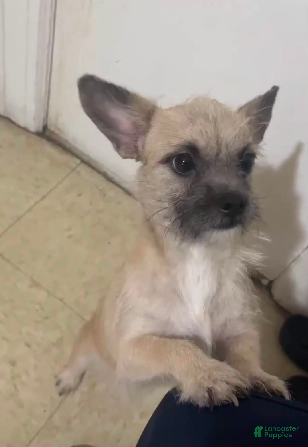 Chorkie dogs for sale: Tobby - Ad 1