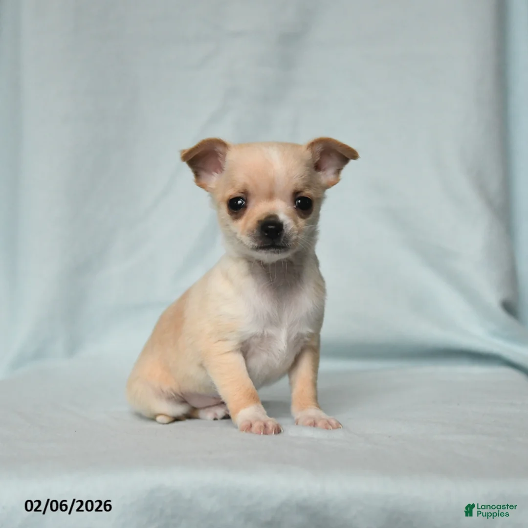 Chihuahua dogs for sale: Teddy - Ad 1