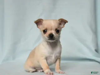 Chihuahua dogs Teddy - Ad 33