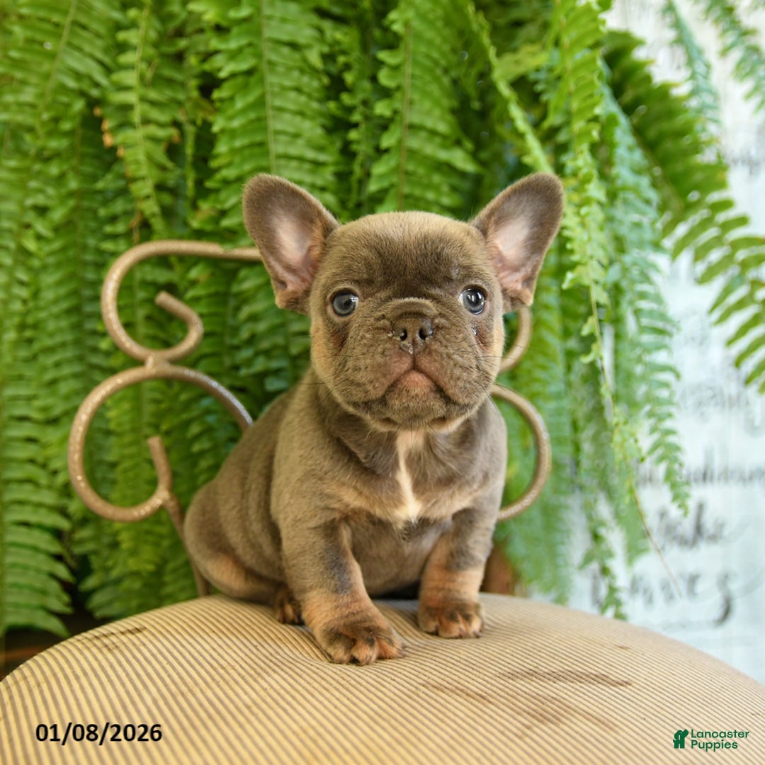 French Bulldog dogs for sale: Tracy - Ad 1