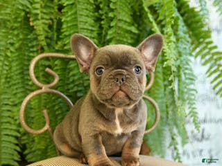 French Bulldog dogs Tracy - Ad 42