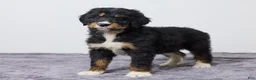 Bernedoodle dogs for sale: Kaya - Ad 4