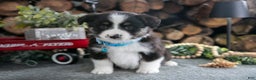 Miniature Australian Shepherd dogs for sale: Barney - Ad 2
