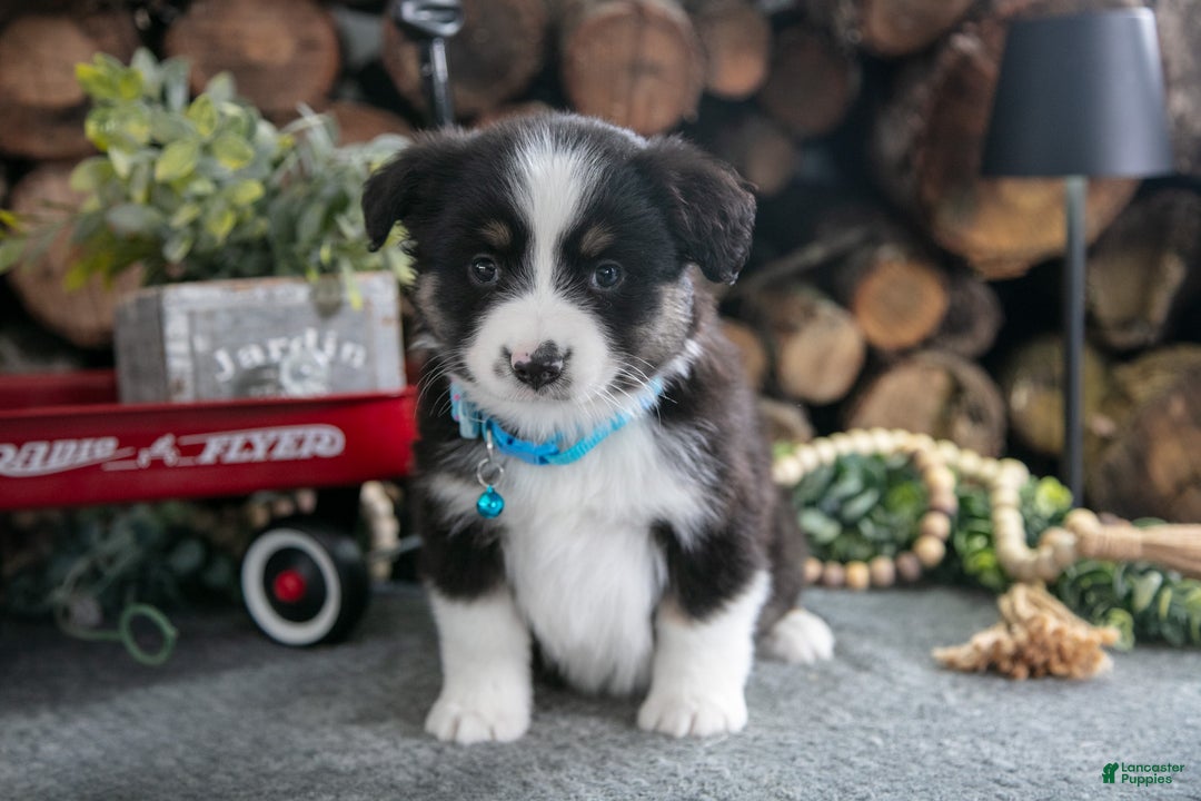 Miniature Australian Shepherd dogs for sale: Barney - Ad 2