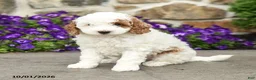 Mini Goldendoodle dogs for sale: Sammy - Ad 5