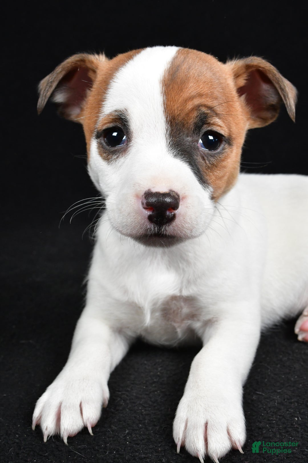 Jack Russell Terrier dogs for sale: Queen - Ad 1