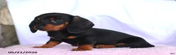 Miniature Dachshund dogs for sale: Caleb - Ad 4