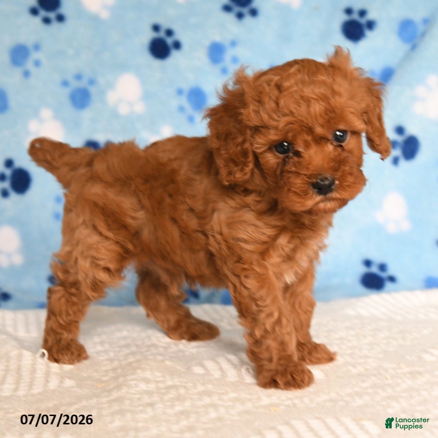 Mixed Breed dogs Burnell - Ad 2