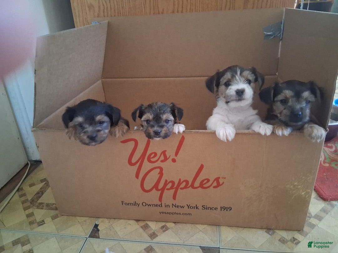 Mixed Breed dogs for sale: Angus - Ad 7