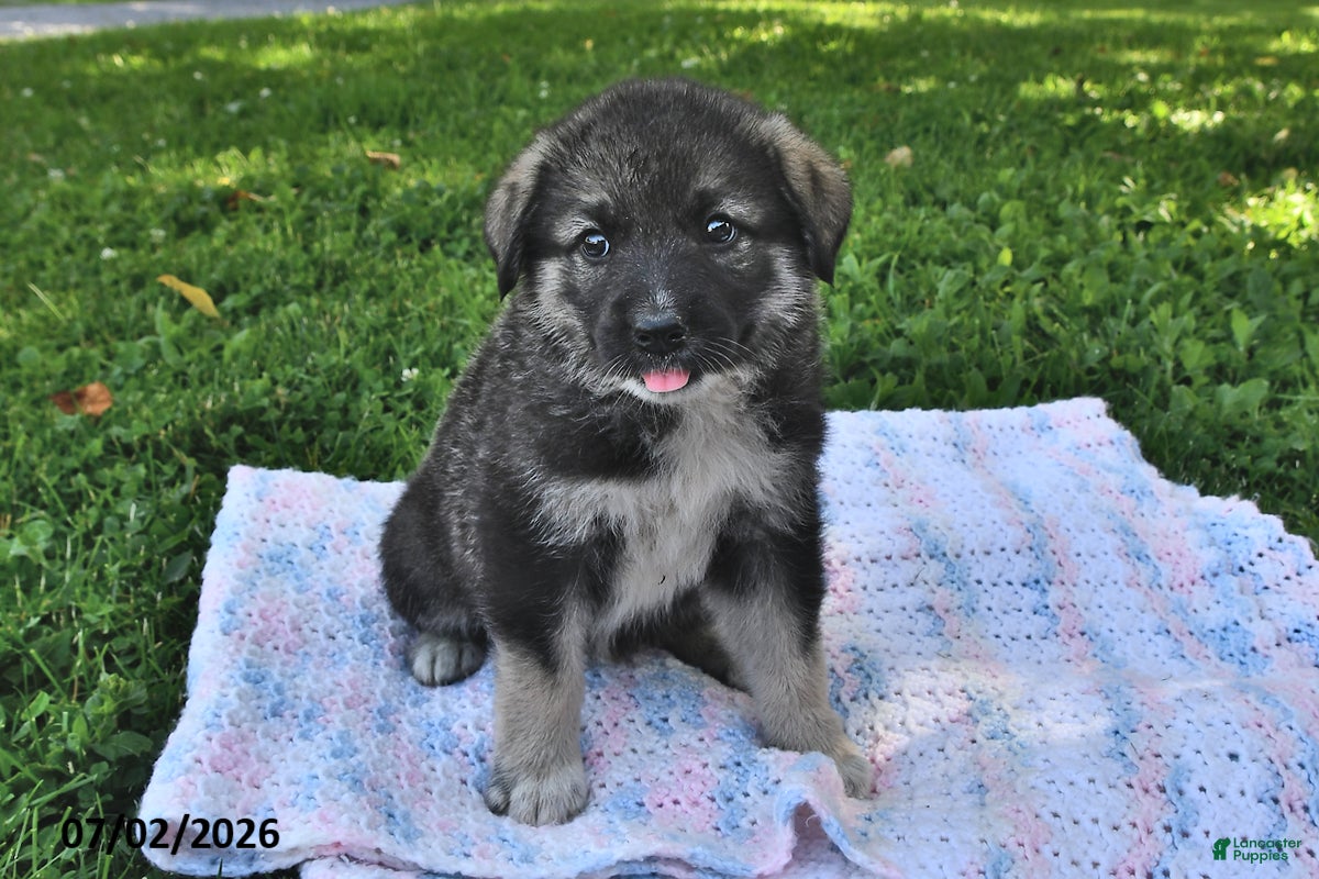 Mixed Breed dogs Buddy - Ad 2