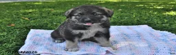 Mixed Breed dogs for sale: Buddy - Ad 2