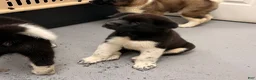 Akita dogs for sale: Happy - Ad 6
