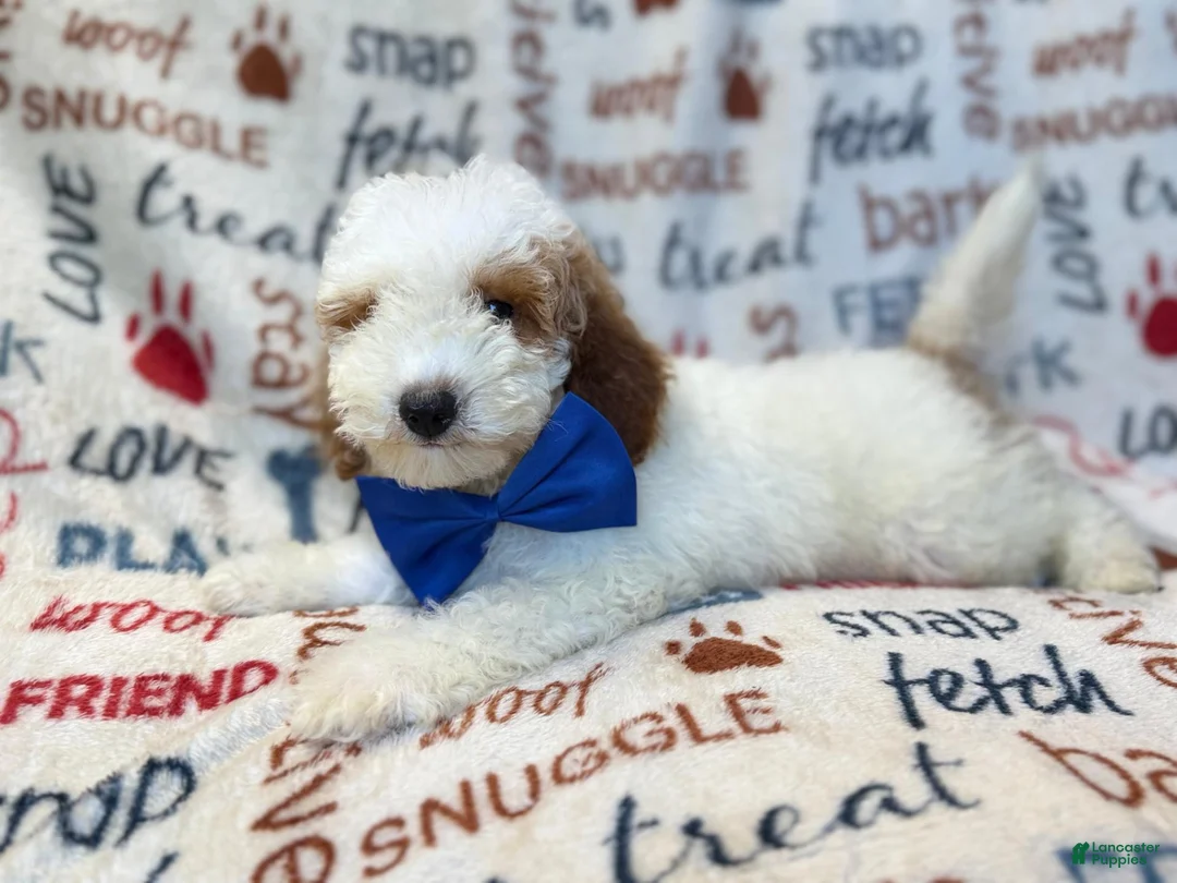 Miniature Poodle dogs for sale: Tofu - Ad 10