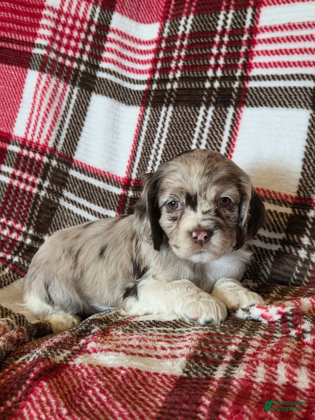 Mixed Breed dogs for sale: Latte  - Ad 1