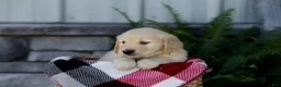 Golden Retriever dogs for sale: Bailey - Ad 3