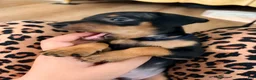 Miniature Pinscher dogs for sale: Leo - Ad 21