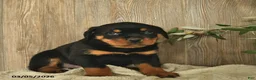Rottweiler dogs for sale: Lucinda  - Ad 4