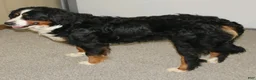 Mini Bernedoodle dogs for sale: Hank - Ad 6