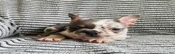 French Bulldog dogs for sale: Amber  - Ad 10
