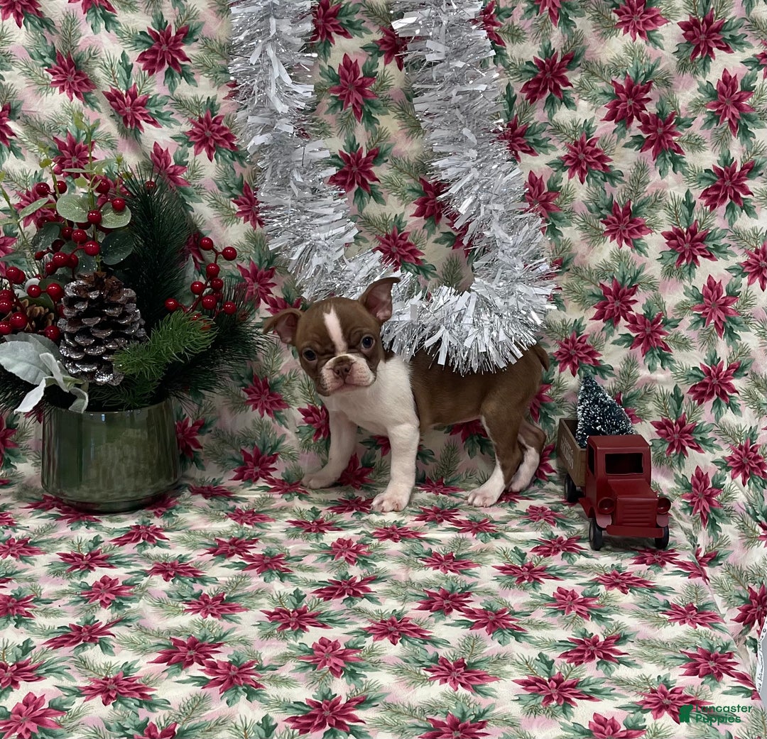 Boston Terrier dogs for sale: Annie - Ad 3