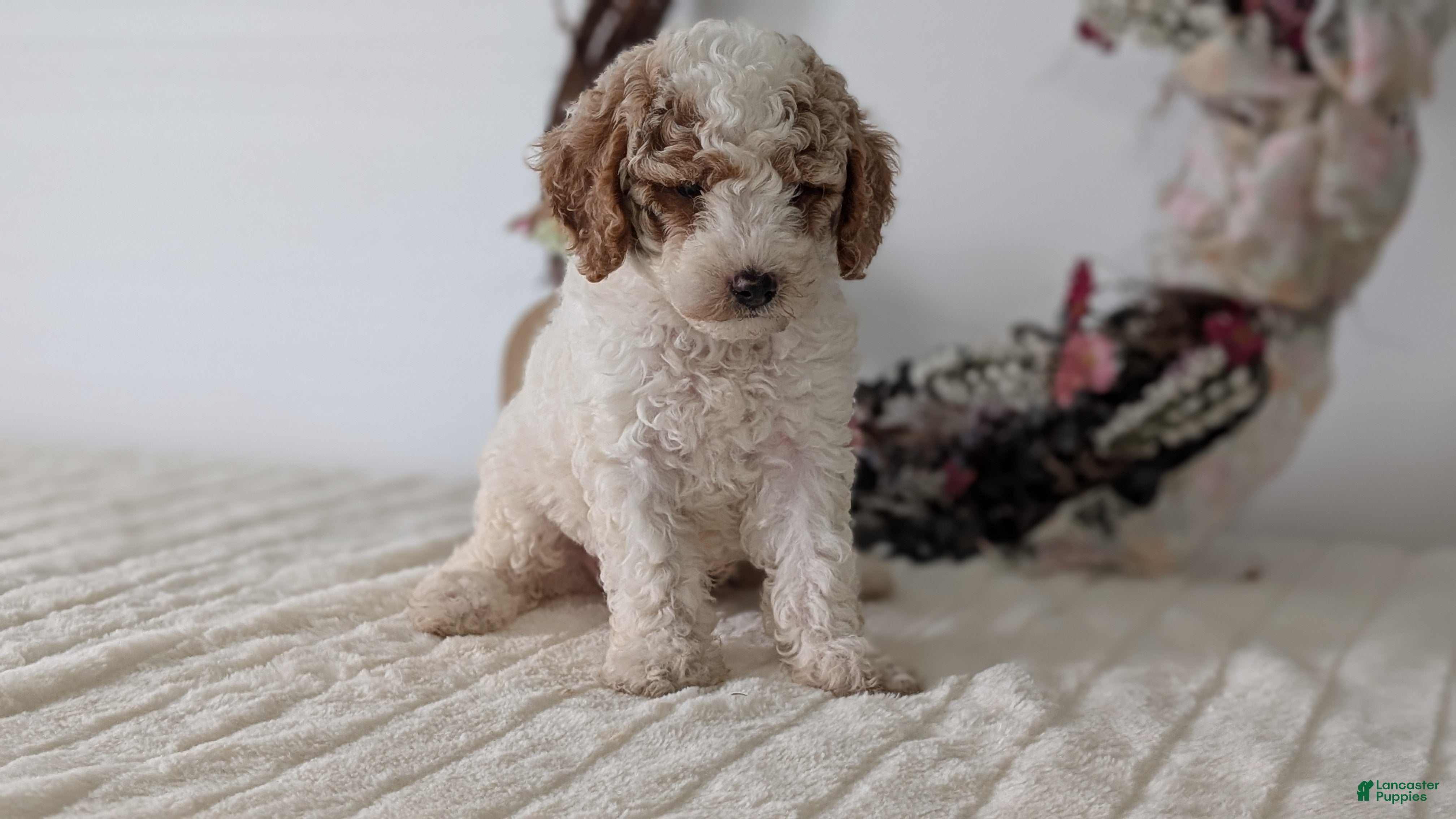 Miniature Poodle dogs Saint - Ad 2