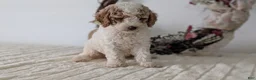 Miniature Poodle dogs for sale: Saint - Ad 2