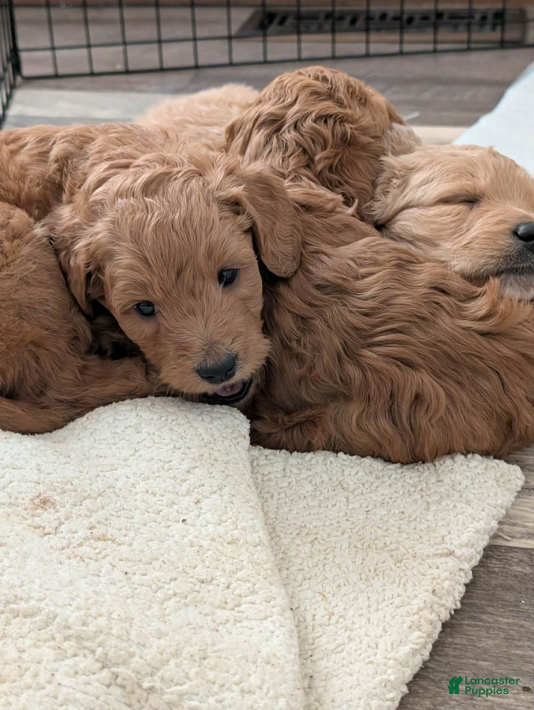 Mixed Breed dogs for sale: Milan Goldendoodle puppy - Ad 4