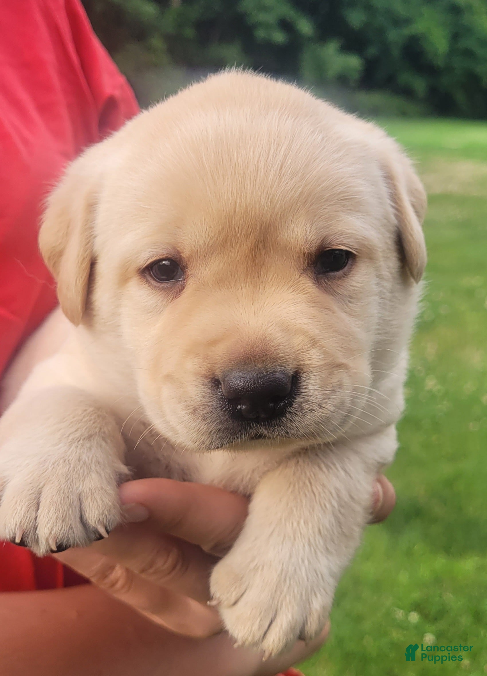 Labrador Retriever dogs Montana  - Ad 2