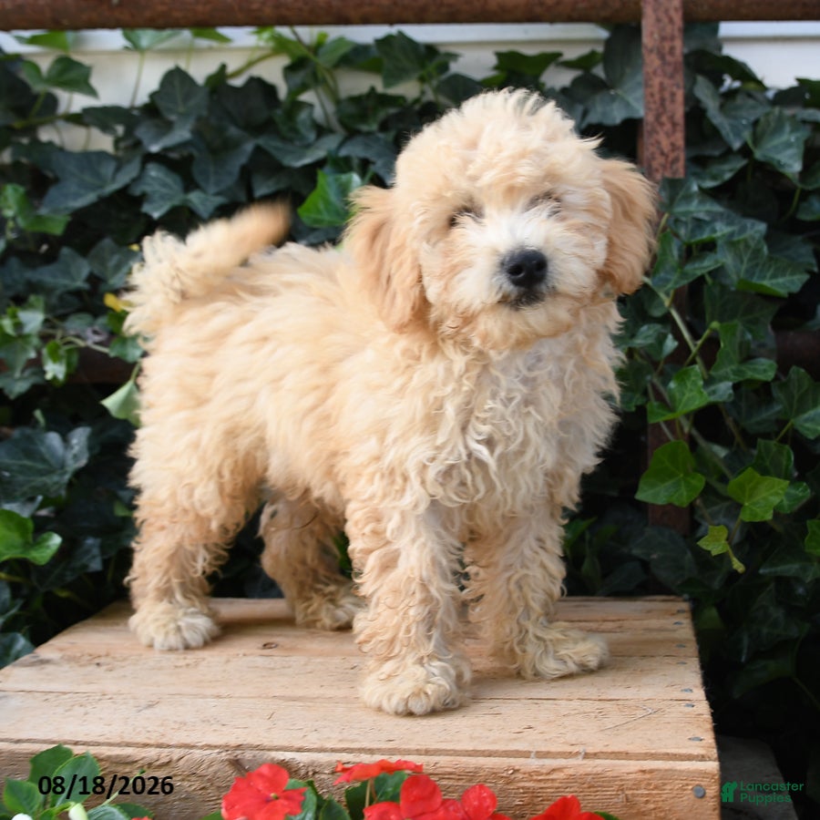 Maltipoo dogs Biscuit - Ad 2