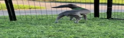 Italian Greyhound dogs for sale: Usher - Ad 4