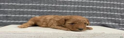 Miniature Poodle dogs for sale: Willow - Ad 8