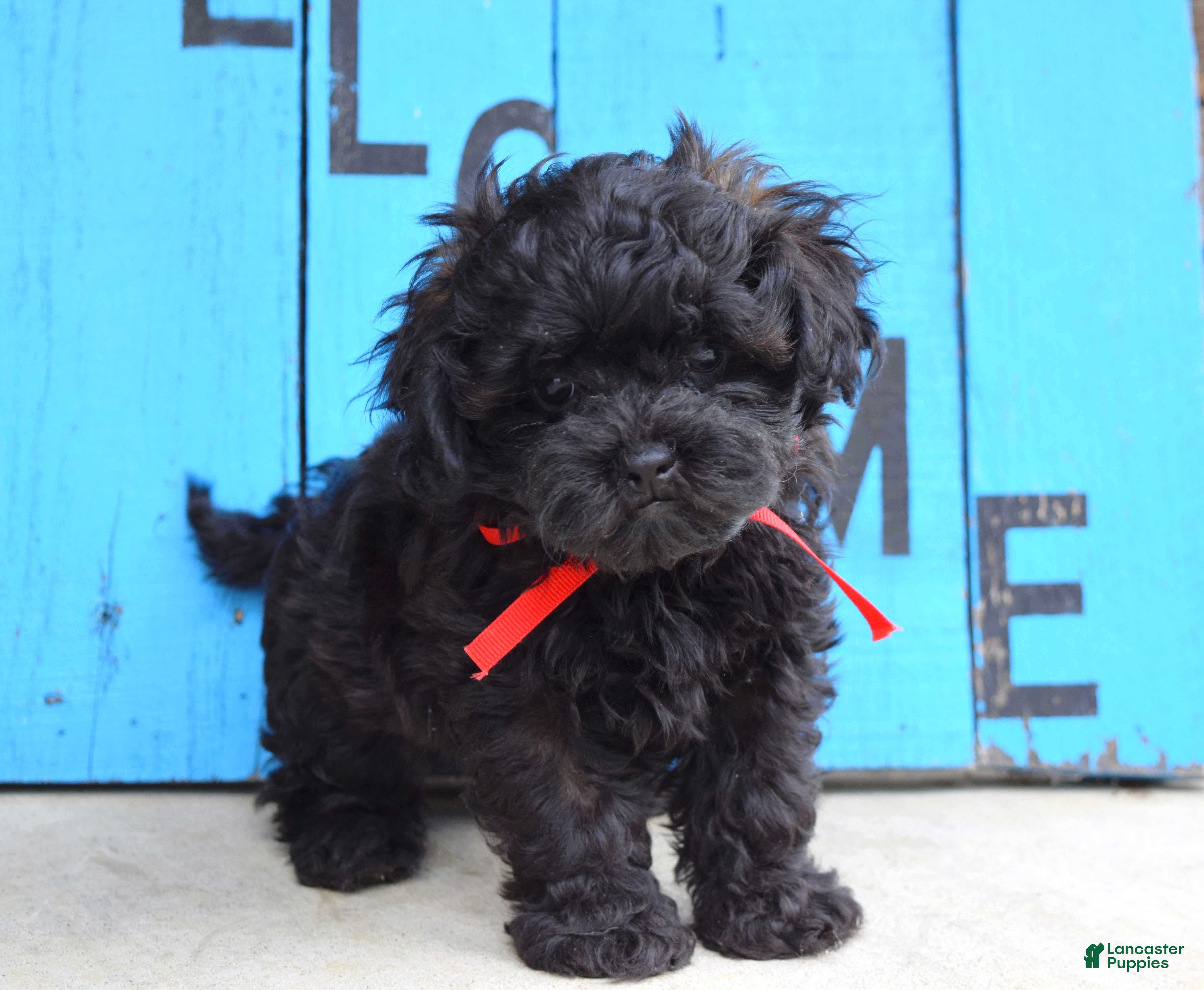 Shihpoo dogs Scottie - Ad 2