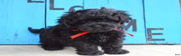Shihpoo dogs for sale: Scottie - Ad 2
