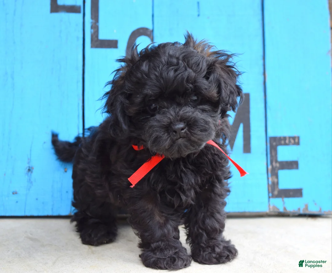 Shihpoo dogs for sale: Scottie - Ad 2