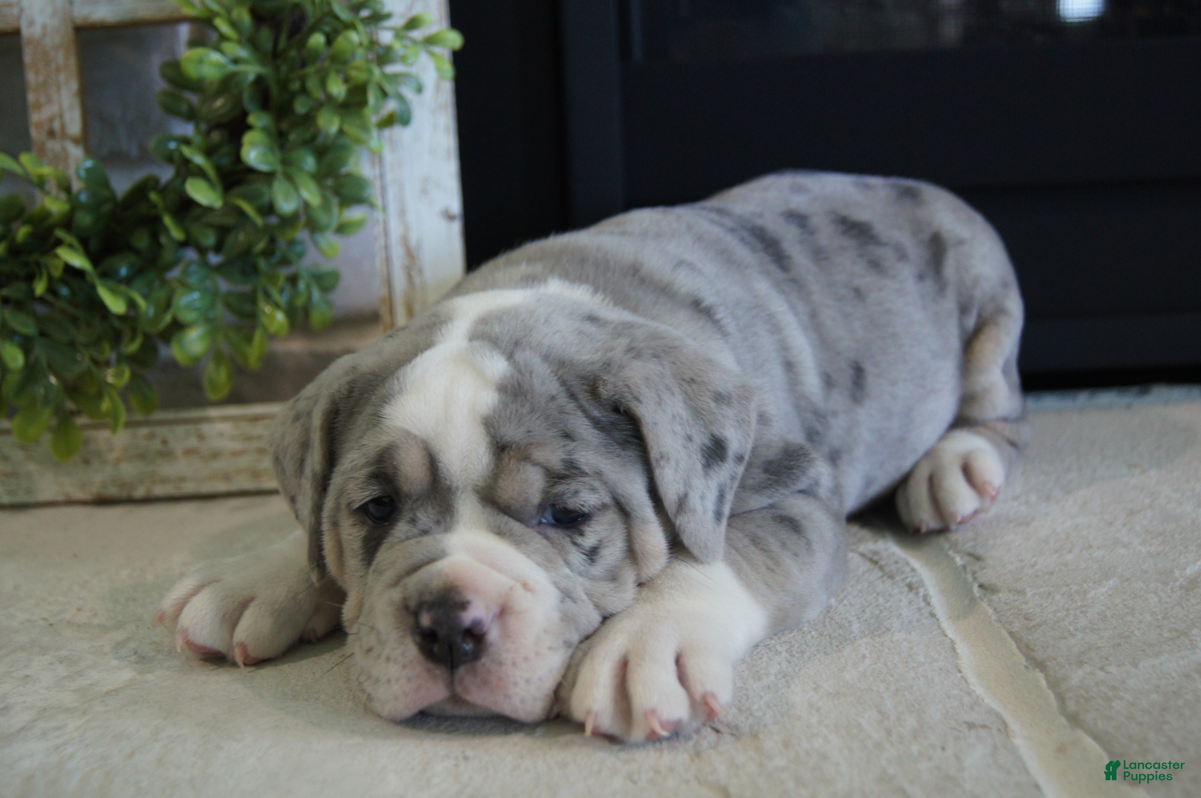 Olde English Bulldogge dogs Gunner - Ad 1