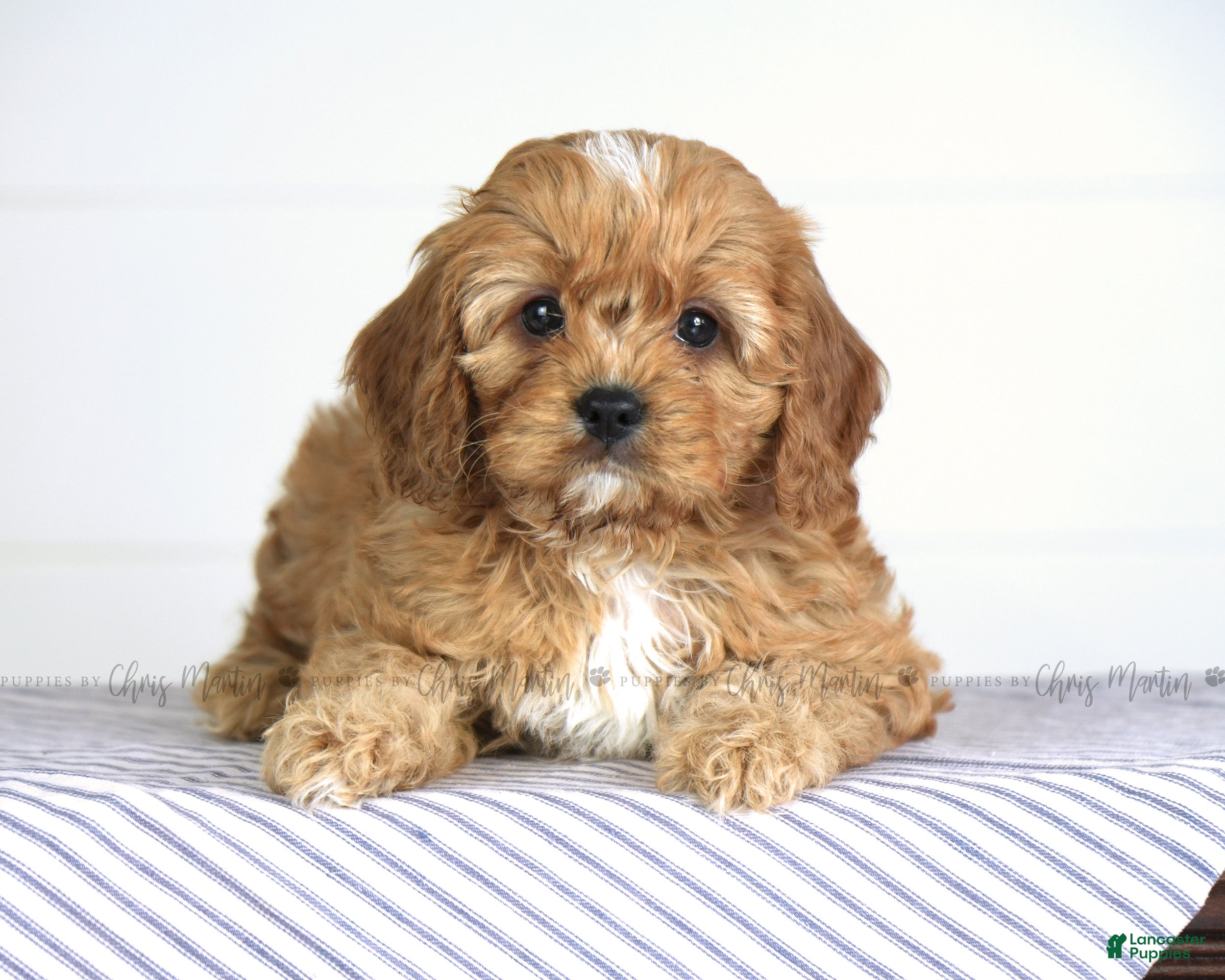 Cavapoo dogs Fletcher - Ad 2