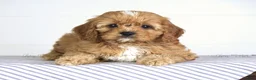 Cavapoo dogs for sale: Fletcher - Ad 2
