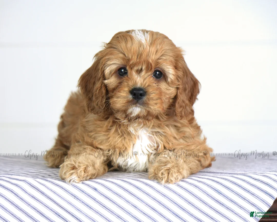 Cavapoo dogs for sale: Fletcher - Ad 2