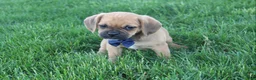 Puggle dogs for sale: Rufus - Ad 3