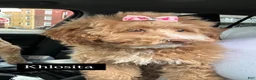 Mini Goldendoodle dogs for sale: Toy poodle  - Ad 4