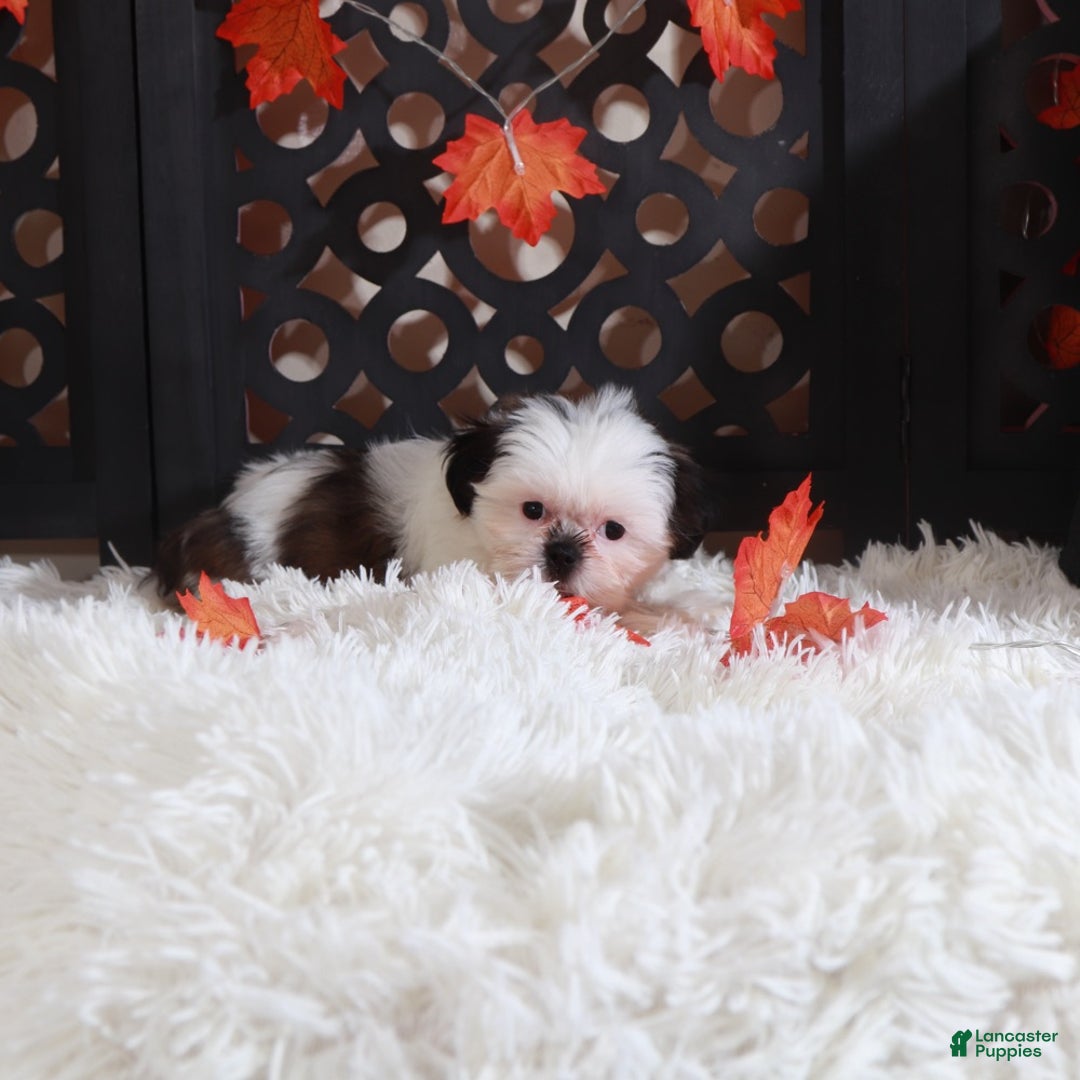 Shih Tzu dogs for sale: Peaches - Ad 5
