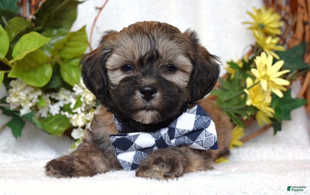 Teddy Bear dogs for sale: Bandit - Ad 6