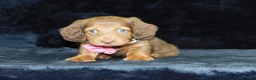 Miniature Dachshund dogs for sale: AKC Alice - Ad 4